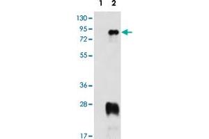 Western blot analysis of PRMT7 (arrow) using PRMT7 polyclonal antibody . (PRMT7 Antikörper  (N-Term))