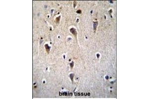 CRFR2D Antibody (ABIN655259 and ABIN2837856) immunohistochemistry analysis in formalin fixed and paraffin embedded human brain tissue followed by peroxidase conjugation of the secondary antibody and DAB staining. (CRFR2D Antikörper)