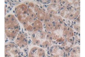 Immunohistochemistry (IHC) image for anti-Purinergic Receptor P2Y, G-Protein Coupled, 14 (P2RY14) (AA 51-303) antibody (ABIN1860114)