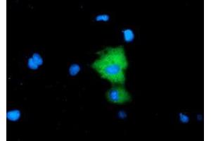 Immunofluorescence (IF) image for anti-alpha-Fetoprotein (AFP) antibody (ABIN1496488) (alpha Fetoprotein Antikörper)