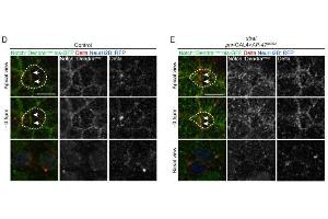 Immunofluorescence (IF) image for anti-Dendra 2 antibody (ABIN361314)