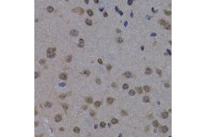 Immunohistochemistry of paraffin-embedded mouse brain using POLR2L antibody (ABIN3023303, ABIN3023304, ABIN3023305 and ABIN6219564) at dilution of 1:200 (40x lens). (POLR2L Antikörper  (AA 1-67))
