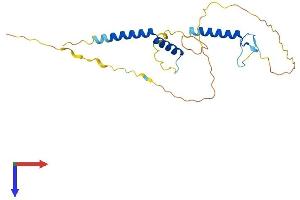 RFXAP Protein (AA 1-231) (His tag)