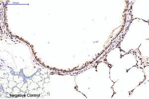Immunohistochemical analysis of paraffin-embedded rat lung tissue.
