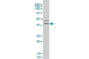 PDK2 monoclonal antibody (M01), clone 2G1 Western Blot analysis of PDK2 expression in U-2 OS . (PDK2 Antikörper  (AA 187-276))