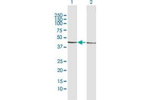 Western Blot analysis of ESRRA expression in transfected 293T cell line by ESRRA MaxPab polyclonal antibody. (ESRRA Antikörper  (AA 1-423))