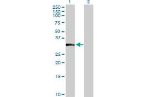 Western Blot analysis of ANXA10 expression in transfected 293T cell line by ANXA10 MaxPab polyclonal antibody. (Annexin a10 Antikörper  (AA 1-324))