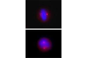 Immunofluorescence (IF) image for anti-Tubulin, gamma (TUBG) antibody (ABIN2666377) (gamma Tubulin Antikörper)
