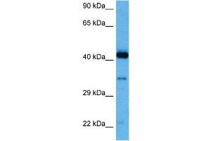 Host:  Rabbit  Target Name:  MYPOP  Sample Tissue:  Human THP-1 Whole Cell lysates  Antibody Dilution:  1ug/ml