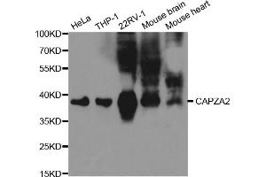 Western blot analysis of extracts of various cell lines, using CAPZA2 antibody. (CAPZA2 Antikörper)