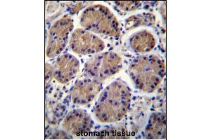 S3TC1 Antibody (C-term) (ABIN656513 and ABIN2845784) immunohistochemistry analysis in formalin fixed and paraffin embedded human stomach tissue followed by peroxidase conjugation of the secondary antibody and DAB staining. (SH3TC1 Antikörper  (C-Term))