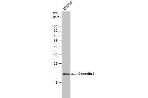 WB Image Caveolin 2 antibody detects Caveolin 2 protein by western blot analysis. (Caveolin 2 Antikörper  (N-Term))