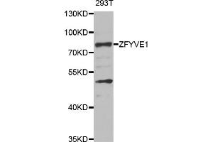 Western blot analysis of extracts of 293T cells, using ZFYVE1 antibody (ABIN5975594) at 1/1000 dilution. (ZFYVE1 Antikörper)