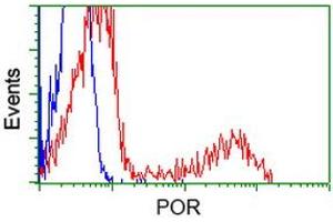 Image no. 18 for anti-P450 (Cytochrome) Oxidoreductase (POR) antibody (ABIN1497746) (POR Antikörper)