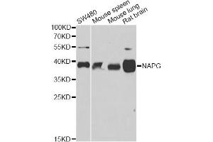 Western blot analysis of extracts of various cell lines, using NAPG antibody. (NAPG Antikörper)