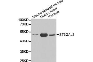 Western blot analysis of extracts of various cell lines, using ST3GAL3 antibody (ABIN5974085) at 1/1000 dilution. (ST3GAL3 Antikörper)