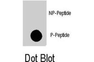 Dot blot analysis of MAP4K4 (phospho S629) polyclonal antibody  on nitrocellulose membrane. (MAP4K4 Antikörper  (pSer629))