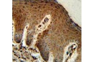 Immunohistochemistry analysis in human skin (Formalin-fixed, Paraffin-embedded) using Parathymosin / PTMS  Antibody  (C-term), followed by peroxidase conjugated secondary antibody and DAB staining. (Parathymosin Antikörper  (C-Term))