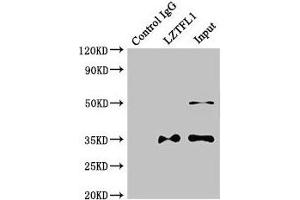 Immunoprecipitating LZTFL1 in HepG2 whole cell lysate Lane 1: Rabbit control IgG instead of (1 μg) instead of ABIN7158030 in HepG2 whole cell lysate. (LZTFL1 Antikörper  (AA 116-299))
