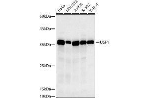 Western blot analysis of extracts of various cell lines, using USF1 antibody (ABIN7271229) at 1:500 dilution. (USF1 Antikörper)