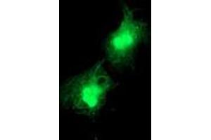 Immunofluorescence (IF) image for anti-Deoxythymidylate Kinase (Thymidylate Kinase) (DTYMK) antibody (ABIN1497922) (DTYMK Antikörper)