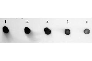 Dot Blot of Sheep anti-Human IgG Antibody Alkaline Phosphatase Conjugated. (Schaf anti-Human IgG (Heavy & Light Chain) Antikörper (Alkaline Phosphatase (AP)) - Preadsorbed)