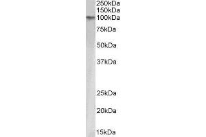 Western Blotting (WB) image for Tripartite Motif Containing 28 (TRIM28) peptide (ABIN369934) (Tripartite Motif Containing 28 (TRIM28) Peptid)