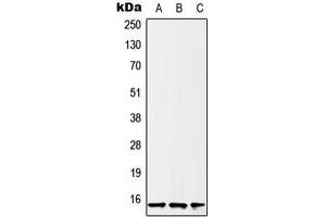 Western blot analysis of Histone H2B expression in U2OS (A), HeLa (B), A431 (C) whole cell lysates.