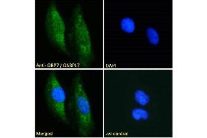 (ABIN185119) Immunofluorescence analysis of paraformaldehyde fixed HeLa cells, permeabilized with 0.