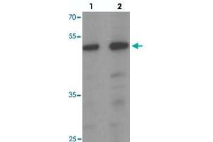 Western blot analysis of SAMSN1 in HeLa cell lysate with SAMSN1 polyclonal antibody  at (1) 0.