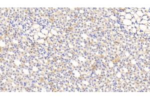 Immunohistochemistry (IHC) image for anti-Hemoglobin antibody (ABIN7429571)