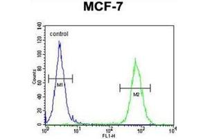 Flow cytometric analysis of MCF-7 cells using RICH2 Antibody (C-term) Cat. (ARHGAP44 Antikörper  (C-Term))