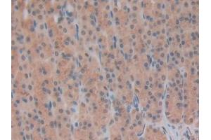 Immunohistochemistry (IHC) image for anti-Inhibin, beta B (INHBB) (AA 297-411) antibody (ABIN7437002)