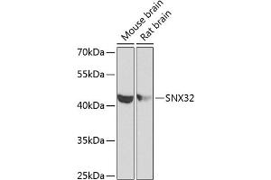 Western blot analysis of extracts of various cell lines, using SNX32 antibody (ABIN6133108, ABIN6148251, ABIN6148252 and ABIN6224028) at 1:1000 dilution. (SNX32 Antikörper  (AA 144-403))