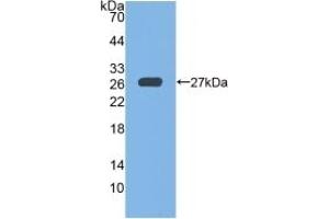Detection of Recombinant GPX6, Mouse using Polyclonal Antibody to Glutathione Peroxidase 6, Olfactory (GPX6) (Glutathione Peroxidase 6 Antikörper  (AA 20-221))