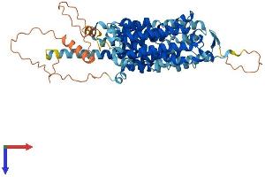 SLC43A2 Protein (AA 1-569) (His tag)