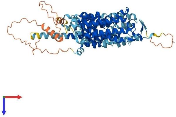 SLC43A2 Protein (AA 1-569) (His tag)