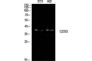 Western Blot (WB) analysis of NIH-3T3, KB cells using CD33 Polyclonal Antibody. (CD33 Antikörper  (Internal Region))