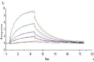 Surface Plasmon Resonance (SPR) image for Interleukin 12 Receptor beta 1 (IL12RB1) (AA 24-540) protein (His tag) (ABIN7275013)