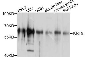 Western blot analysis of extracts of various cell lines, using KRT9 antibody (ABIN4904185) at 1:1000 dilution. (KRT9 Antikörper)