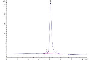 Size-exclusion chromatography-High Pressure Liquid Chromatography (SEC-HPLC) image for Tumor Necrosis Factor (Ligand) Superfamily, Member 13 (TNFSF13) (AA 96-241) protein (Fc Tag) (ABIN7273875)