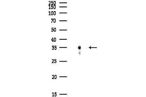 anti-POU Class 2 Associating Factor 1 (POU2AF1) (C-Term) antibody