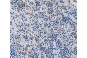 IHC-P analysis of Kidney tissue, with DAB staining. (Manic Fringe Antikörper  (AA 56-309))