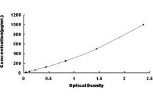 FGF12 ELISA Kit