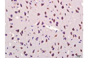 Paraformaldehyde-fixed, paraffin embedded mouse brain, Antigen retrieval by boiling in sodium citrate buffer (pH6. (GDF10 Antikörper  (AA 371-478))