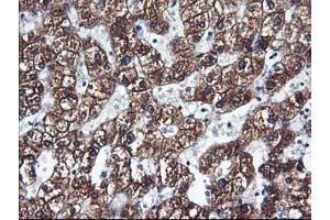 Immunohistochemical staining of paraffin-embedded Human liver tissue using anti-CYP2C9 mouse monoclonal antibody. (CYP2C9 Antikörper)