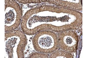 IHC-P Image PEX19 antibody detects PEX19 protein at cytosol on mouse testis by immunohistochemical analysis.