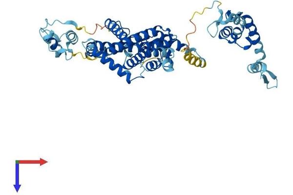 SF3A3 Protein (AA 1-501) (His tag)