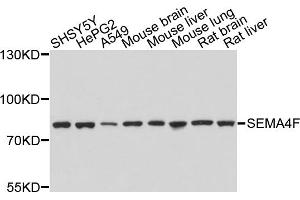 Western blot analysis of extracts of various cell lines, using SEMA4F antibody (ABIN4905114) at 1:1000 dilution. (SEMA4F Antikörper)