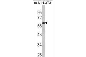 Western blot analysis of GDF10 Antibody (Center) (ABIN650696 and ABIN2839132) in NIH-3T3 cell line lysates (35 μg/lane). (GDF10 Antikörper  (AA 317-344))